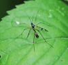 Ptychoptera contaminata